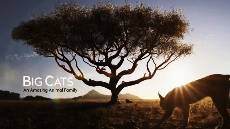 BSkyB - Big Cats: An Amazing Animal Family (2015)
