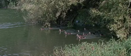 The Amorous Adventures of Moll Flanders (1965)
