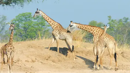 BSkyB - Zambia Untamed Series 1 (2018)