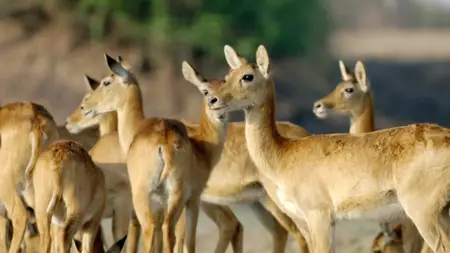 BSkyB - Zambia Untamed Series 1 (2018)