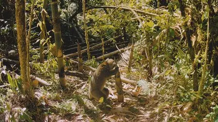 Island of Lemurs: Madagascar / Остров лемуров: Мадагаскар (2014)