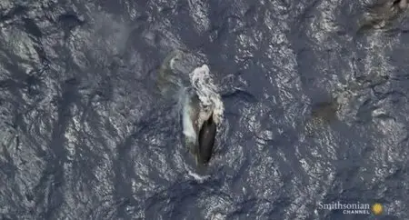 Smithsonian Channel - Hunt for the Super Predator (2014)