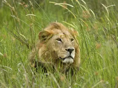 Wallpapers - Animal Planet