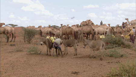 Albatross - Caravan of the Books: Kenya's Mobile Camel Library (2010)