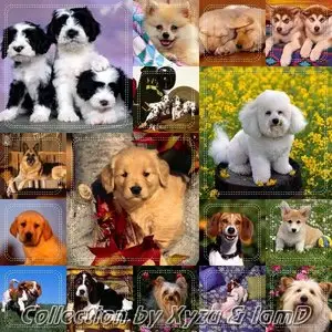 Collection Wallpapers about dogs I-IV