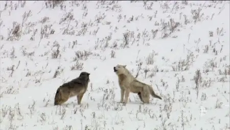 CBC - The Nature of Things: The Buffalo Wolves (2015)