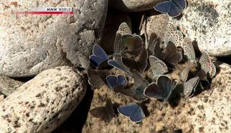 NHK - Great Nature: The Timeless Lake Baikal (2013)