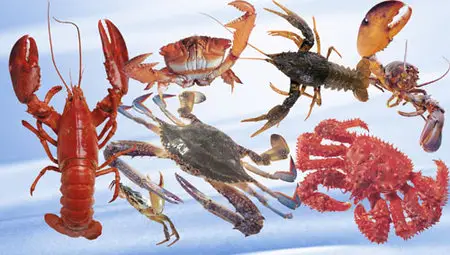 PSD-Crab and cancer