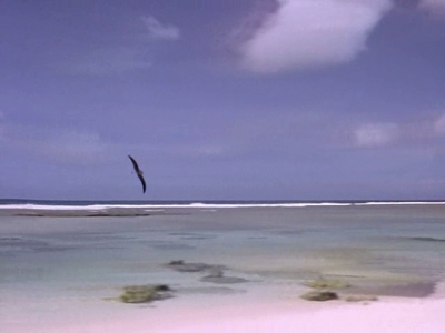 BBC - The Life of Birds (1998)