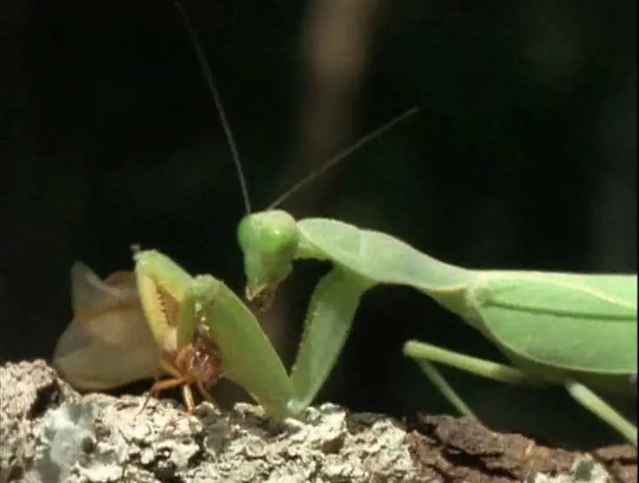 Прирожденные охотники. Диск 2