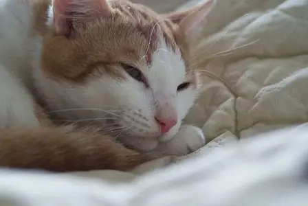 Photos of animals #4 - Cats
