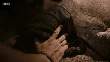 BBC.Documentaries.S2018E150.Natures.Turtle.Nursery.Secrets.from.the.Nest.720p.iP.WEB-DL.AAC2.0.H.264-RTN S2018E150