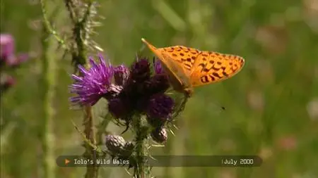 BBC - Iolo: A Wild Life (2022)