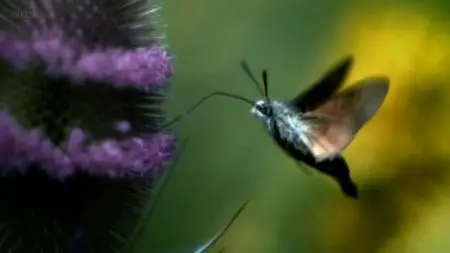 BBC - Insect Worlds (2013)