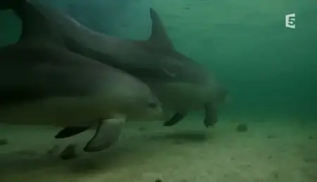 (Fr5) Petit dauphin et grands requins (2011)
