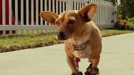 Beverly Hills Chihuahua 3: Viva La Fiesta! (2012)