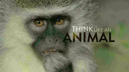 CBC - The Nature of Things: Think Like an Animal (2016)
