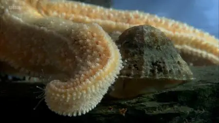 BBC - The Secret Life of Rockpools (2013)