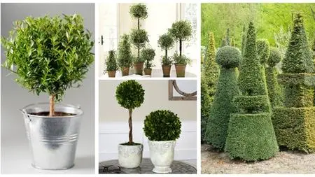 Kheti Buddy'S Topiary Workshop (English)