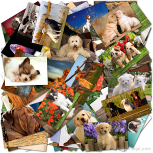 Webshots Wallpapers Premium - Dogs 