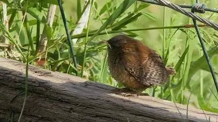 BBC - Bill Oddie's Top Ten Birds (2007)