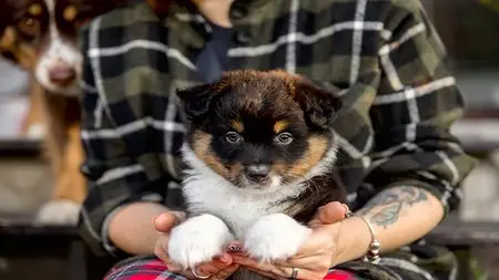 How To Start A Profitable Pet-Sitting Side Hustle