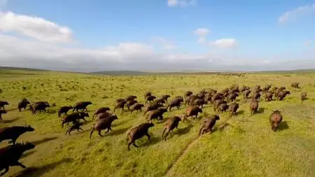 Curiosity TV - Nature Through her Eyes: Series 1 (2021)