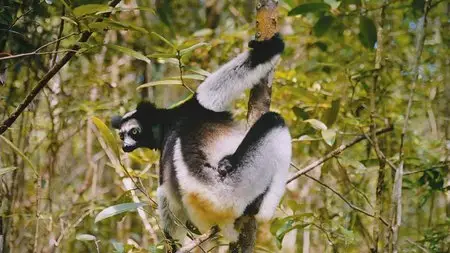 Island of Lemurs: Madagascar / Остров лемуров: Мадагаскар (2014)