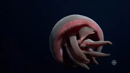 CBC - The Nature of Things: Ocean Magic at Night (2016)