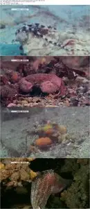 NHK Wildlife - Dazzling and Deadly: The Blue Ringed Octopus (2014)