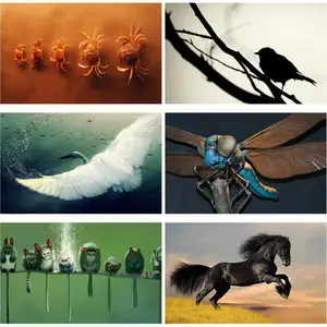 Wallpapers Animals. Set 7
