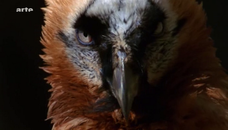(Arte) La face sauvage des Pyrénées (2010)
