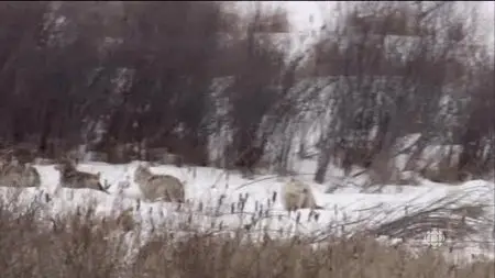 CBC - The Nature of Things: The Buffalo Wolves (2015)