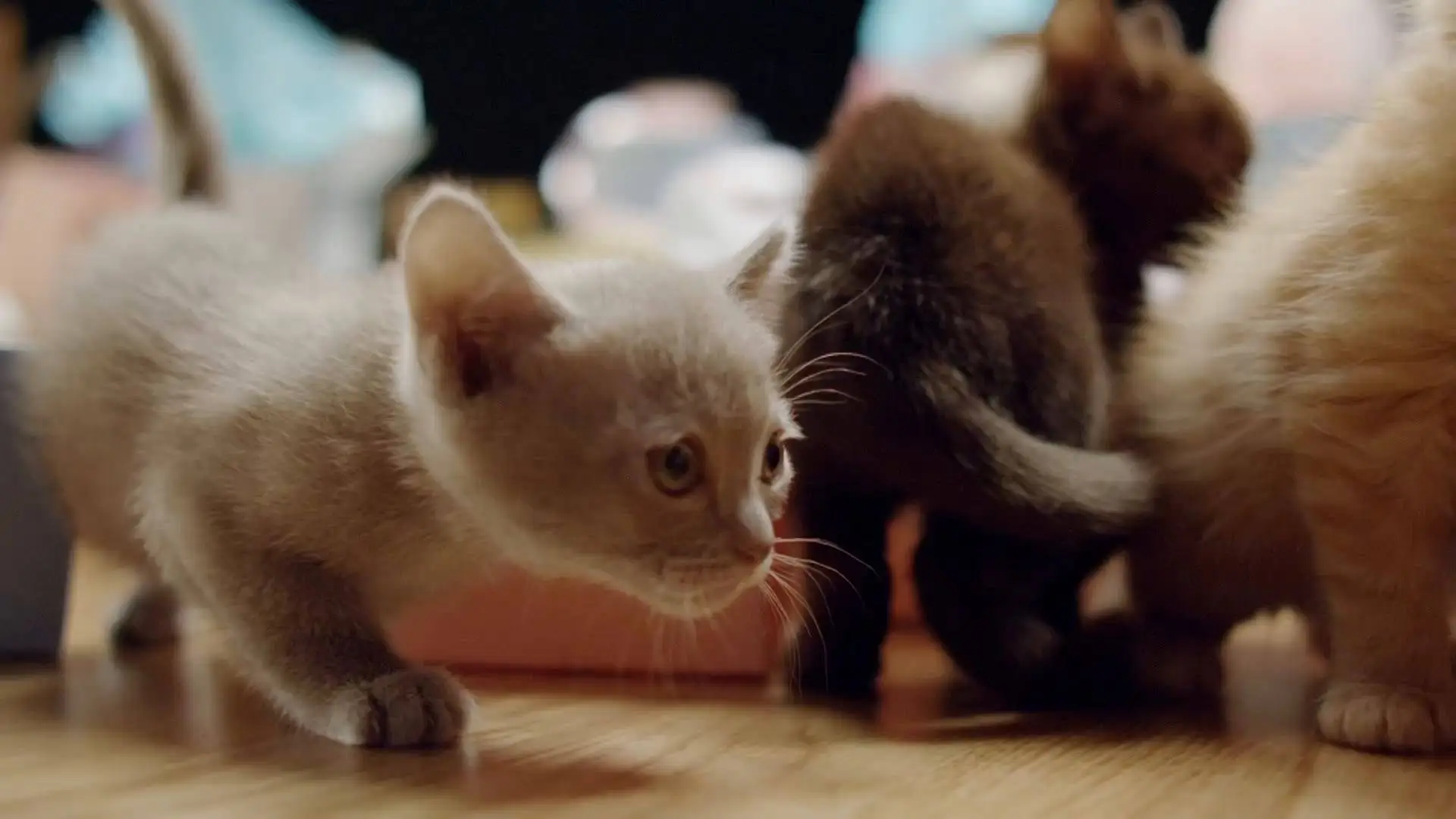 BBC Worldwide - Secret Life of Cats (2014) / AvaxHome