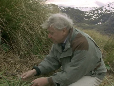 BBC - The Life of Birds (1998)