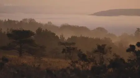 BBC - Dawn Chorus: The Sounds of Spring (2015)