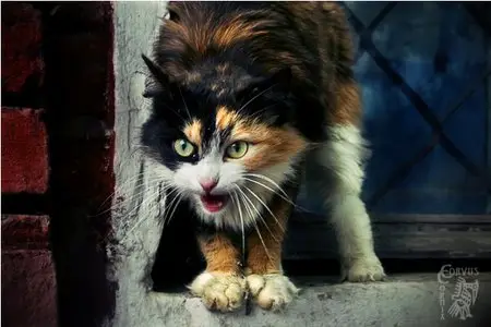 Photos of animals #4 - Cats