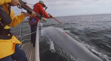 National Geographic: Kingdom Of The Blue Whale (2009)