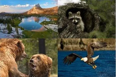 Nature and Wildlife Photographer Stephen W. Oachs