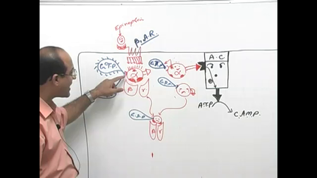 Dr. Najeeb - Endocrine Physiology (2015)