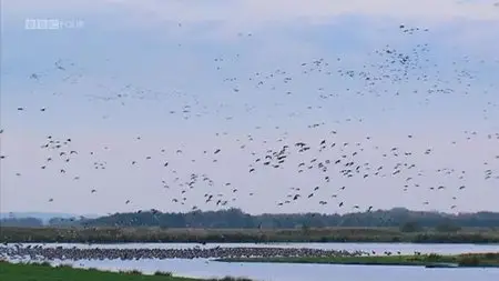 BBC - Twitchers: A Very British Obsession (2010)