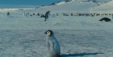March of the Penguins (2005)
