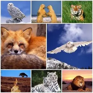 240 Wildlife Predators Wallpapers