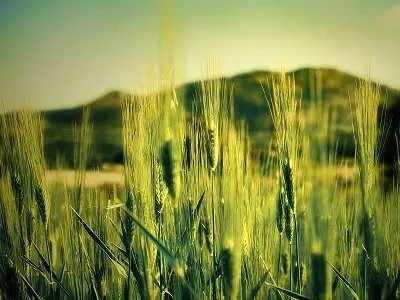 Wallpapers Mania - 49