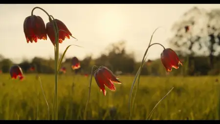 PBS - POV: Porcelain War (2025)
