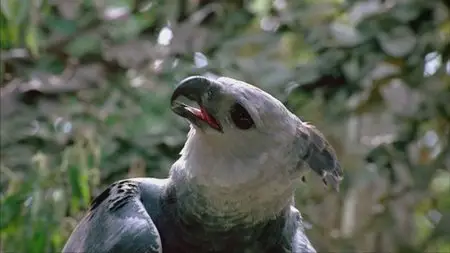 IMAX - Amazon (1997)