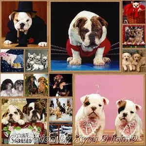 Collection Wallpapers about dogs I-IV