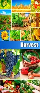 Stock Photo - Harvest