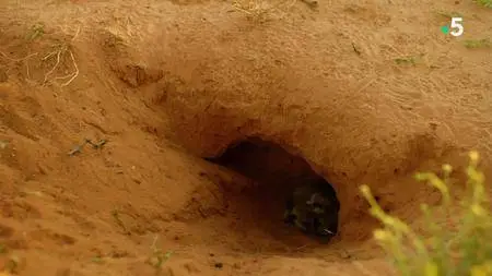 Animals. S01E01