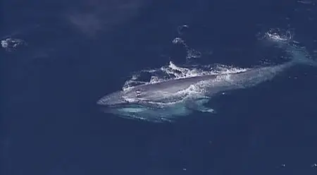 National Geographic: Kingdom Of The Blue Whale (2009)